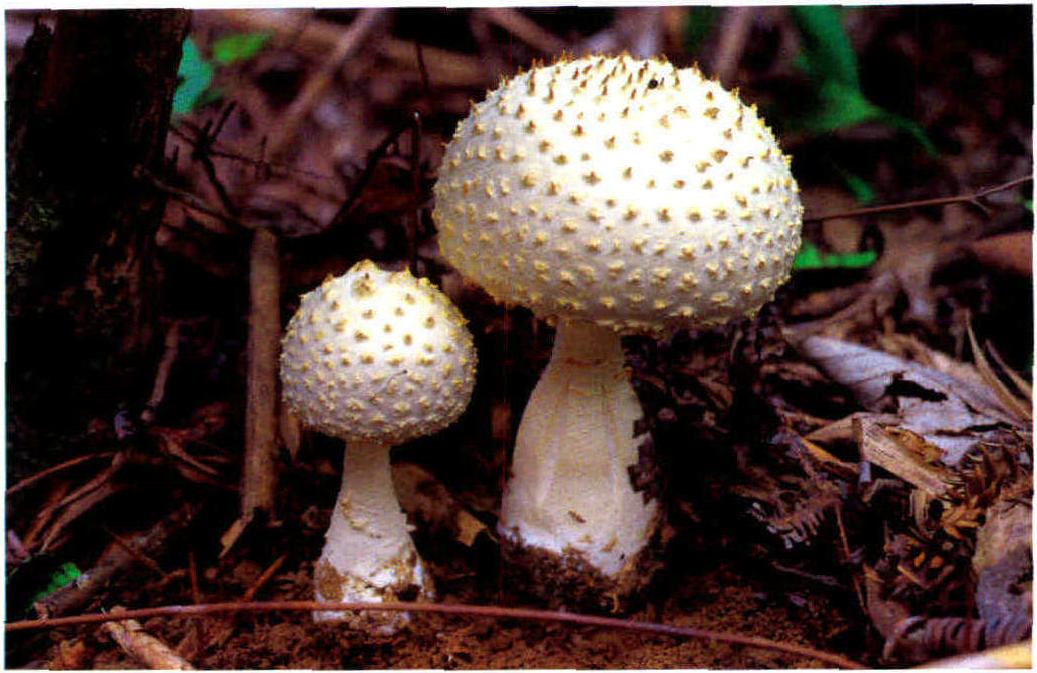 Amanita yenii Zhu L.Yang & C. M. Chen